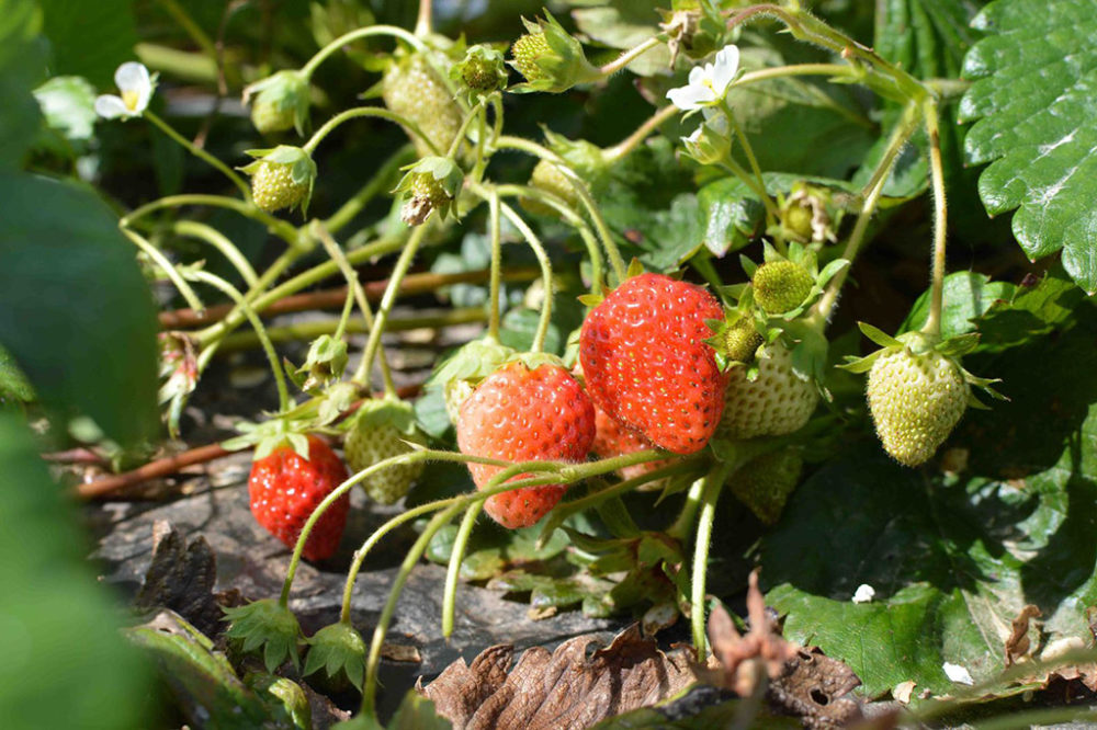 fraises bio loire Atlantique