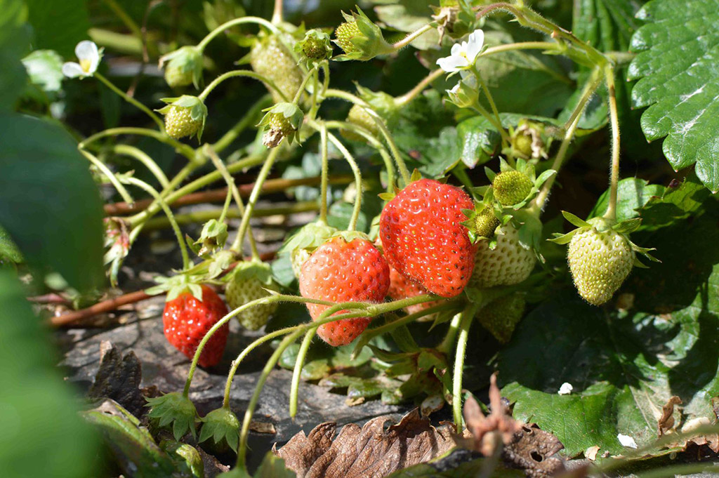 fraises bio loire Atlantique