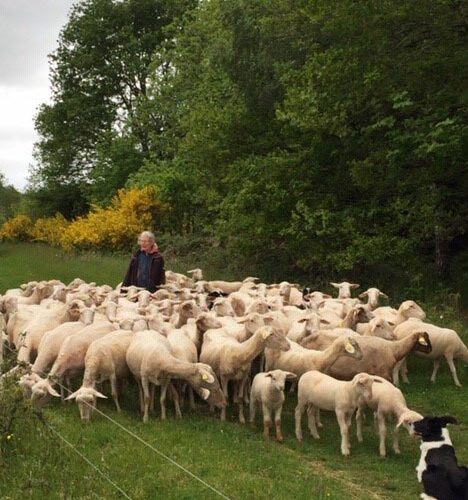 Bergerie de Kerrousset champ paturage moutons