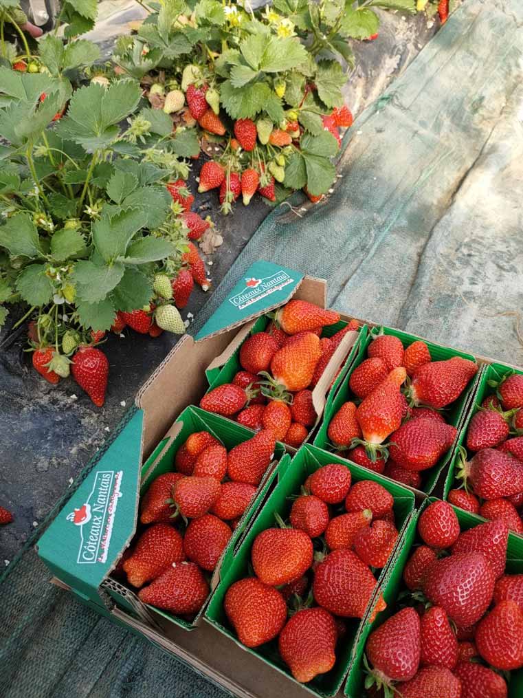 Les Coteaux Nantais Les Hameaux Bio