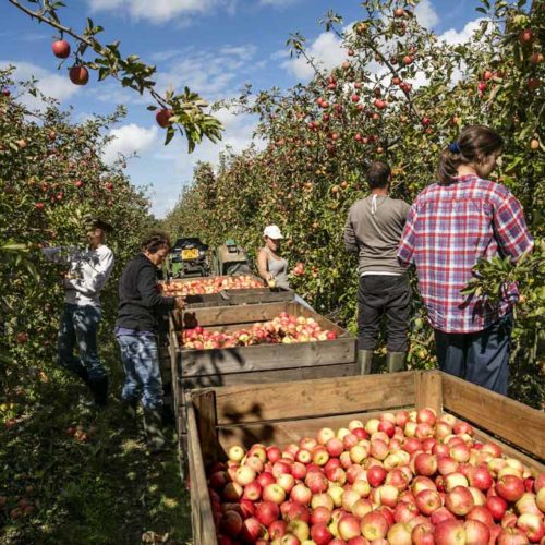 Les Coteaux Nantais Les Hameaux Bio
